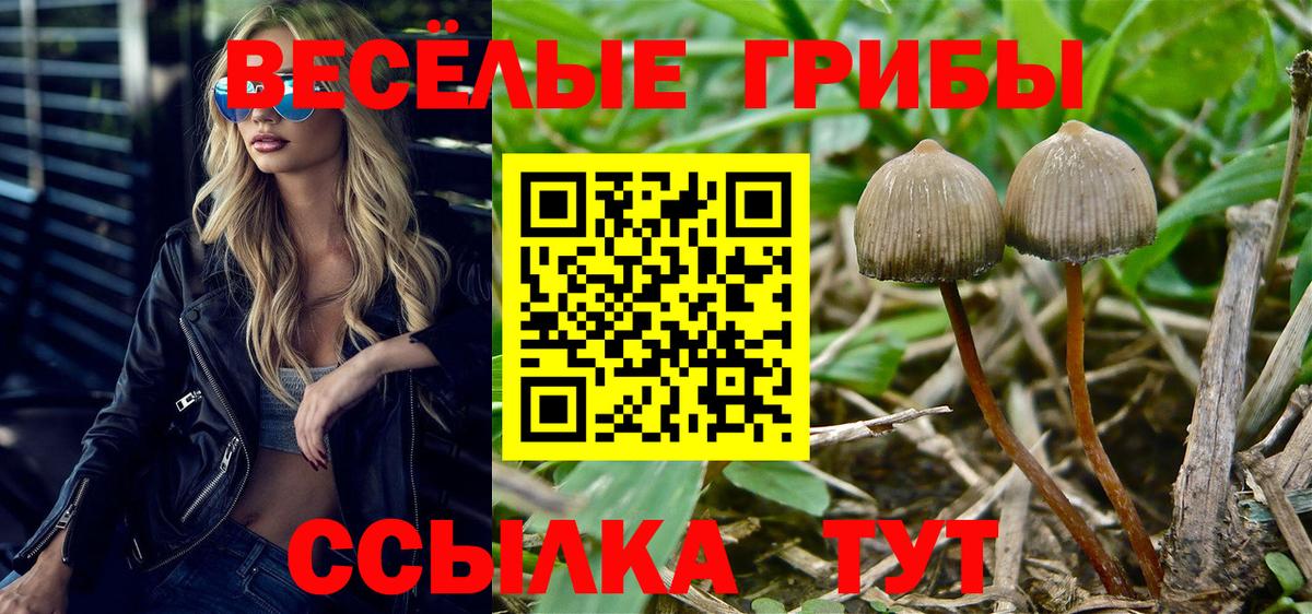 Псилоцибиновые грибы Psilocybe Ноябрьск